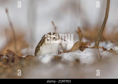 Certhia familiaris aka eurasische Baumzüchterin sucht Nahrung am Boden. Kleiner gemeiner Vogel in Tschechien. Stockfoto