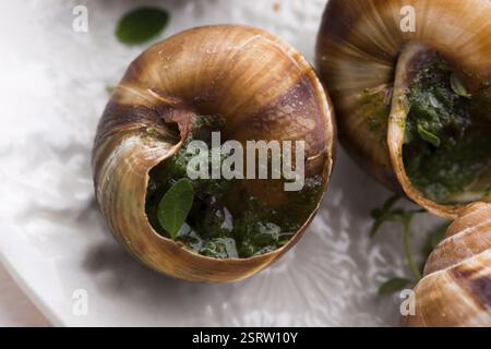 Escargot-Platte, köstliche französische Delikatessen Stockfoto