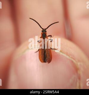 Cosnard's Net-Winged Beetle (Erotides cosnardi), Insecta, Kosanin dol, Pancharevo, Bulgarien Stockfoto