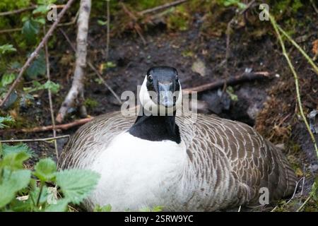 Canada Goose (Branta canadensis), Aves, Longport, Stoke-on-Trent, England, GB Stockfoto