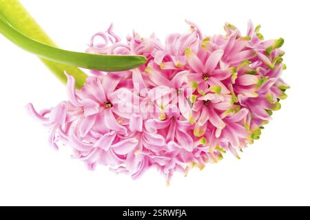 Hyazinthe mit Boden- und Wurzelsystem isoliert auf weißem Hintergrund Stockfoto
