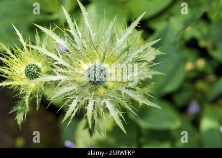 Blütenstandsboden Stockfoto