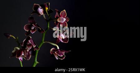 Atemberaubende Nahaufnahme einer Orchidee mit tiefvioletten und burgunderroten Blüten auf schwarzem Hintergrund. Moody Blumen, unauffälliges Foto. Kopierbereich. Stockfoto