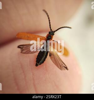 Cosnard's Net-Winged Beetle (Erotides cosnardi), Insecta, Kosanin dol, Pancharevo, Bulgarien Stockfoto