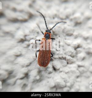 Cosnard's Net-Winged Beetle (Erotides cosnardi), Insecta, Kosanin dol, Pancharevo, Bulgarien Stockfoto