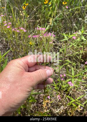 Schlanke Zentaury (Centaurium tenuiflorum), Plantae, Moffat Rd, Killeen, TX, US Stockfoto