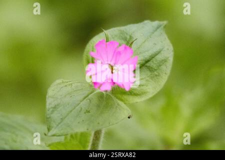 Red campion (Silene dioica), Plantae, Longport, Stoke-on-Trent, England, GB Stockfoto
