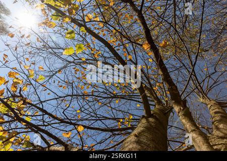 lindenlaub während des warmen indischen Sommers bei warmem Herbstwetter Nahaufnahme, Sonnenlicht Beleuchtung Stockfoto
