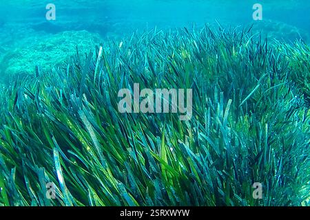 Poseidon-Algen an einem mediterranen Strand. Wasserfotografie, Wasser, Naturschutzgebiet, ohne Personen Stockfoto