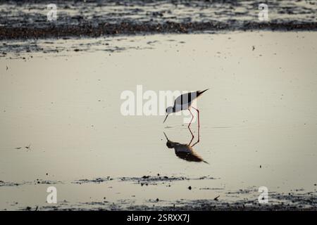 In der Ruhe des Sumpfes wird eine schwarzgeflügelte Stelze in weichem Fokus gefangen, zart füttert, und ihre Reflexion schimmert auf der Brandung des Wassers Stockfoto