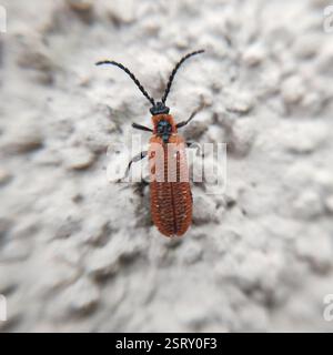 Cosnard's Net-Winged Beetle (Erotides cosnardi), Insecta, Kosanin dol, Pancharevo, Bulgarien Stockfoto
