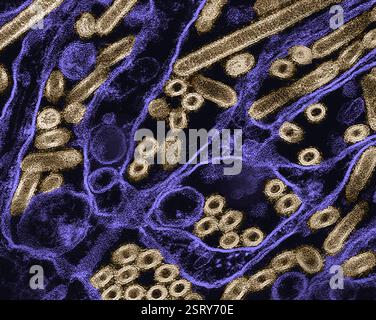 Atlanta, Usa. Februar 2024. Farbige Transmissions-Elektronenmikroskopie zeigt Vogelgrippe A H5N1, Vogelgrippevirus-Partikel (Gold), gezüchtet in Madin-Darby Hundeepithelzellen (violett) im CDC-Hauptquartier, 27. Februar 2024 in Atlanta, Georgia. Quelle: NIAID/CDC/Alamy Live News Stockfoto