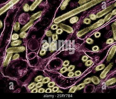 Atlanta, Usa. Februar 2024. Farbige Transmissions-Elektronenmikroskopie, die Vogelgrippe A H5N1 zeigt, Vogelgrippevirus-Partikel (Kalk), die in Madin-Darby Hundeepithelzellen (Magenta) im CDC-Hauptquartier gezüchtet wurden, 27. Februar 2024 in Atlanta, Georgia. Quelle: NIAID/CDC/Alamy Live News Stockfoto