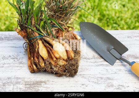 Zwiebeltransplantationen bereit für den Frühlingsanbau. Gartenbau, Bio-Produkte und Hausgartenkonzept. Stockfoto