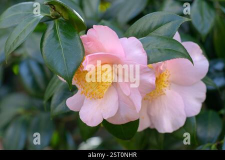 Camellia sasanqua zarte rosafarbene halbdoppelte Blüten mit hellgelben Staubblättern. Sasanqua Kamelie immergrüne Pflanze mit glänzendem Laub. Stockfoto