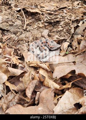 Westliche Pygmäen-Klapperschlange (Sistrurus miliarius streckeri), Reptilia, Fayetteville, AR, USA Stockfoto