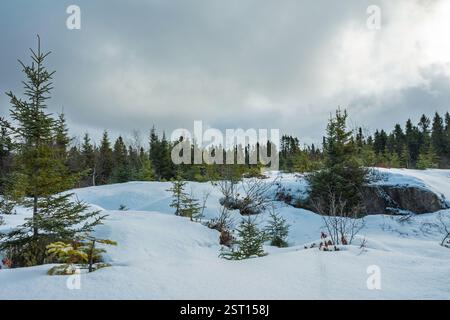 Schneebedeckte Landschaft in einem Wald mit immergrünen Bäumen und bewölktem Himmel Stockfoto