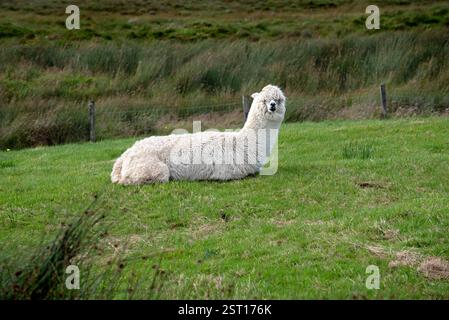 Weiße Guanacos (Lama guanicoe) auf einem grünen Feld, Irealnd Stockfoto