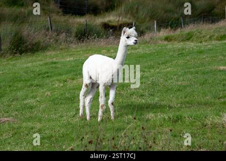 Weiße Guanacos (Lama guanicoe) auf einem grünen Feld, Irealnd Stockfoto