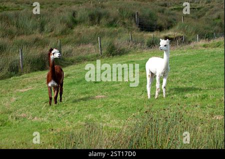 Braune Guanacos (Lama guanicoe) auf einem grünen Feld, Irealnd Stockfoto