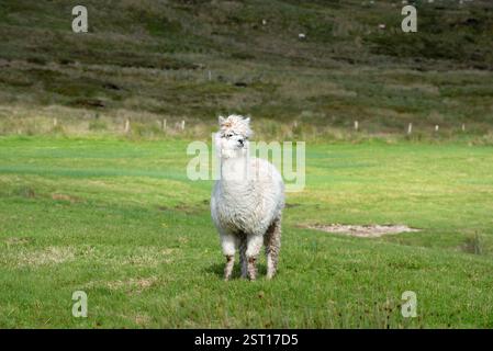 Weiße Guanacos (Lama guanicoe) auf einem grünen Feld, Irealnd Stockfoto