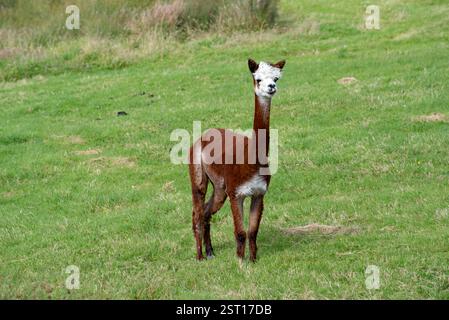 Braune Guanacos (Lama guanicoe) auf einem grünen Feld, Irealnd Stockfoto