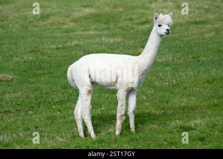 Weiße Guanacos (Lama guanicoe) auf einem grünen Feld, Irealnd Stockfoto