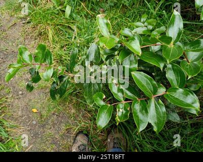 Baum Tutu (Coriaria arborea), Plantae, Remutaka Hill Stockfoto