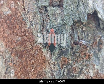 (Leptocoris vicinus), Insecta, 637台灣雲林縣崙背鄉東興國小 Stockfoto