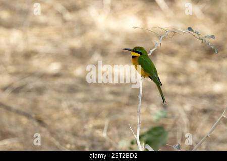 Ein kleiner Bienenfresser (Merops pusillus), der auf einem Zweig im Tarangire-Nationalpark in Tansania, Afrika, thront Stockfoto