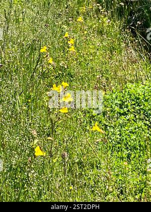 Siep Affenblume (Erythranthe guttata), Plantae, Fort Ord National Monument, Salinas, CA, USA, Siep Affenblumen wachsen in einem saisonal feuchten Graben entlang der Skyline (Fire) Rd Siep Affenblume (Erythranthe guttata) einheimische, mehrjährige, klebrige oder behaarte Pflanze, die in Sickern und anderen nassen Orten wächst. Sie ist häufiger als die wunderschöne Seep Monkeyflower (Erythranthe grandis) an der Küste. Die Blätter sind schräg, glänzend und eiförmig bis rund, mit einer kleinen Lappenbasis oder einer sezierten Basis. Die Blüten sind hellgelb mit roten Punkten an den unteren Lappen. Blasenartige Früchte. Blütezeit: Mai-Juni (später im höheren Elend Stockfoto