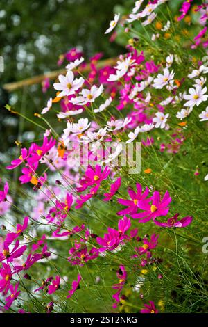Cosmos Blumen. Stockfoto