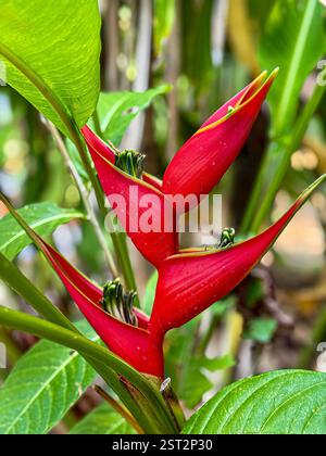 Lebendiges rotes Helikonia-Makro Ein fesselndes Makrofoto einer tropischen Helikonia mit leuchtend roten Deckblättern. Das Nahbild zeigt komplizierte Details Stockfoto