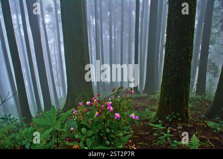 Die stille, wilde Blüte unter dem nebeligen Kiefernwald bringt die Lebendigkeit der reinen Natur. Stockfoto