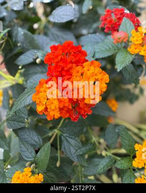 Farbexplosion – Lantana Camara Macro Ein fesselndes Foto, das die leuchtend orange und leuchtend roten Blüten von Lantana Camara im Vorbild hervorhebt Stockfoto