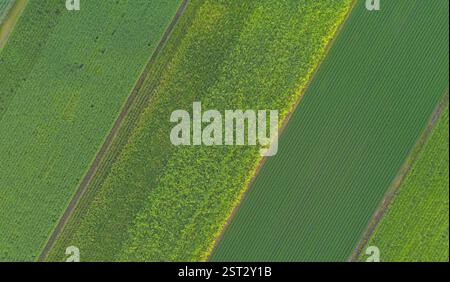 Die Condong Sugar Mill befindet sich am Ufer des Tweed River und zerquetscht seit 1880 Zuckerrohr Stockfoto