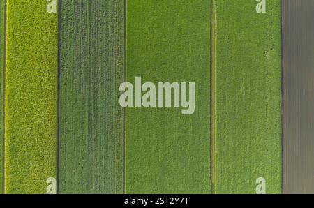 Die Condong Sugar Mill befindet sich am Ufer des Tweed River und zerquetscht seit 1880 Zuckerrohr Stockfoto