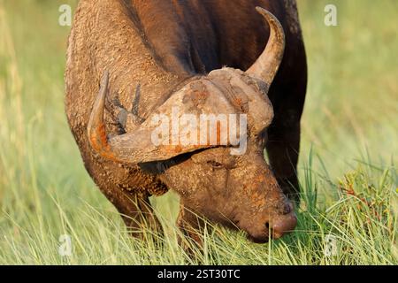 Porträt eines afrikanischen oder Cape Buffalo (Syncerus Caffer), Madikwe Wildreservat, Südafrika Stockfoto