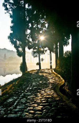 Sonnenaufgang durch Kiefern. Stockfoto