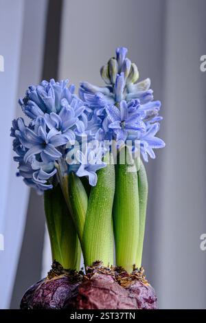 Hyazinthen in einem Topf am Fenster. Frühlingsblumen Hintergrund. Osterkonzept. Blumenzusammensetzung. Federkarte mit Platz für Text. Stockfoto