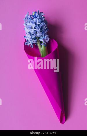Hyazinthe blüht in einem papierrosa Kegel auf rosa Hintergrund. Draufsicht. Stockfoto