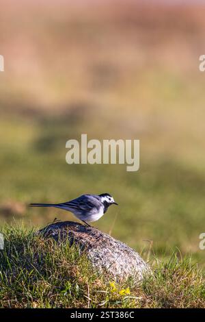 Weißer Bachstelz auf einem Felsen auf einer Wiese Stockfoto