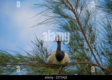 Magpie-Gans (Anseranas semipalmata), die in einem Baum mit einem pastellfarbenen blauen Himmel ruhen. Stockfoto