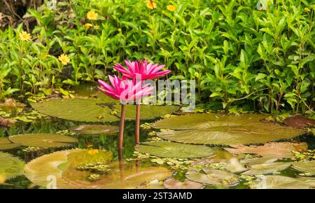 Rosafarbene Lilienpads mit grünem Hintergrund, die Sonne scheint auf den Blumen in freier Wildbahn an der Gold Coast, Queensland, Australien. Stockfoto