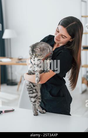 Wunderschönes Porträt. Vertrauensbegriff. Die schottische Faltkatze ist mit einer Tierärztin im Friseursalon. Stockfoto
