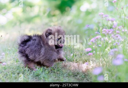 Junge pommern vor Naturhintergrund Stockfoto