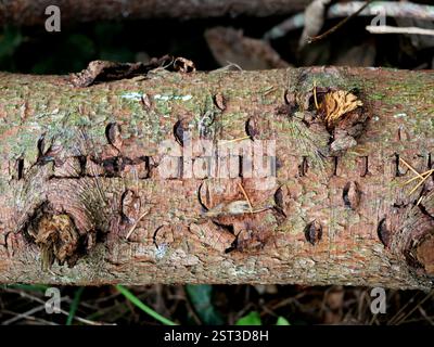 Nahaufnahme eines gefällten Baumstamms mit Transportmarkierungen in der Rinde, die am Rand des Waldweges für den Transport gelagert werden Stockfoto