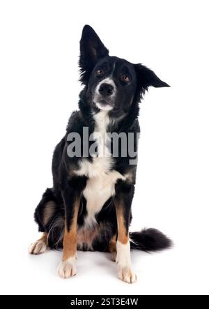 Junger Border Collie vor weißem Hintergrund Stockfoto