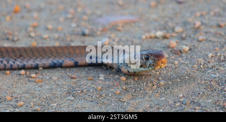 Mosambik-Speikobra / Mosambik Spuckkobra / Naja mossambica Stockfoto