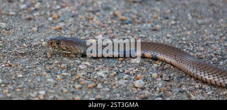 Mosambik-Speikobra / Mosambik Spuckkobra / Naja mossambica Stockfoto